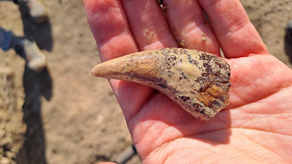 Rare find: cave bear jaw and evidence of Stone Age people