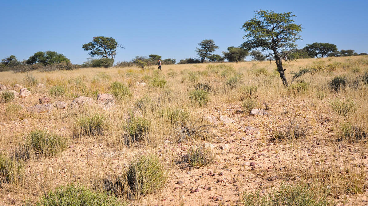 Auf den Spuren der menschlichen Entwicklung in der Kalahari Nachricht